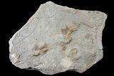 Pennsylvanian Fossil Fern Plate - Kentucky #123479-1